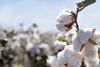 BENEFITS OF CERTIFIED ORGANIC COTTON